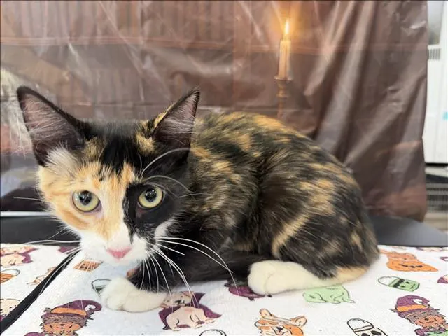 Sukihana