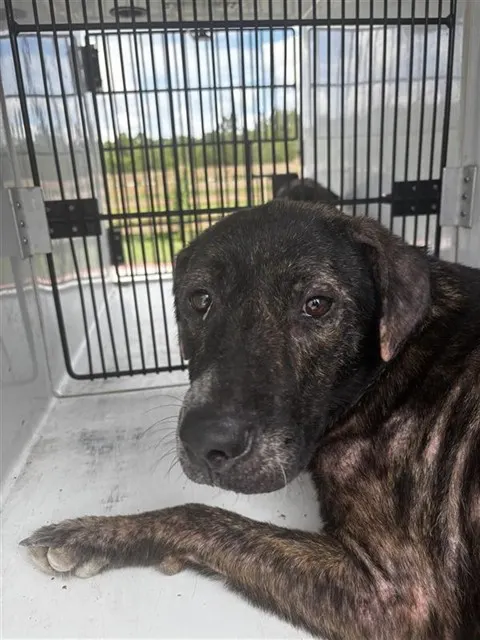 Adoptable Dog
