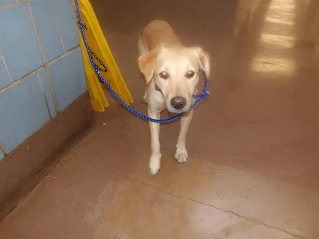 Adoptable Dog