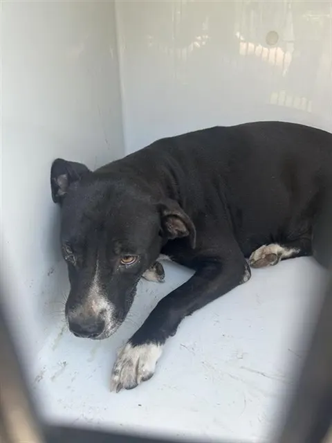 Adoptable Dog