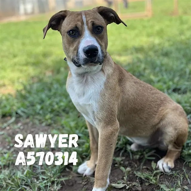 Sawyer
