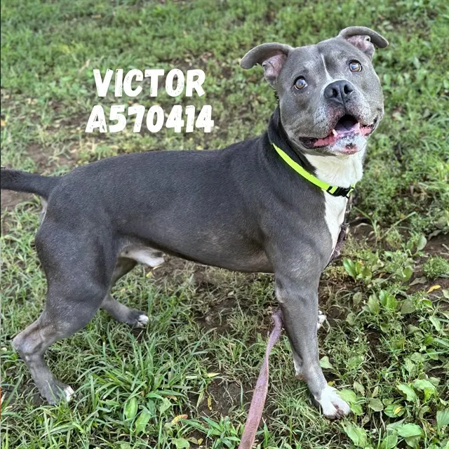 Victor