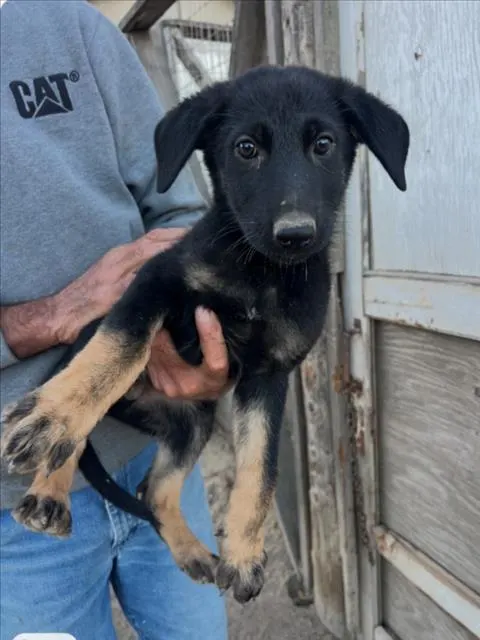 Adoptable Dog