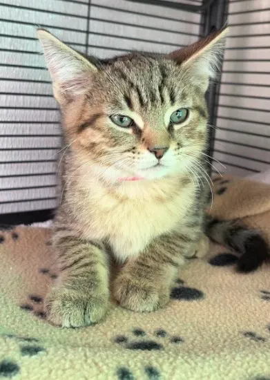 Marvin