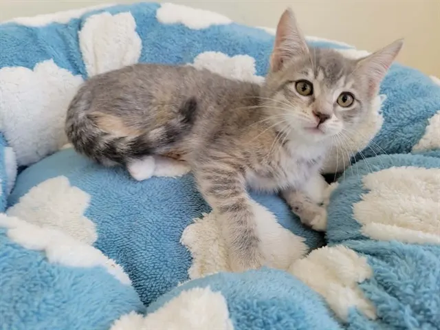 Nutmeg