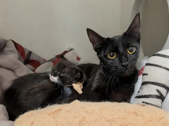 Adoptable Cat