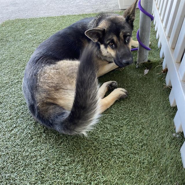 Adoptable Dog