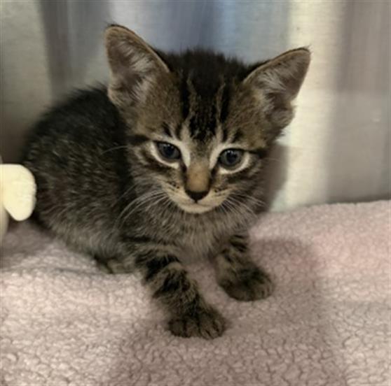 Stingray- Pending Adoption