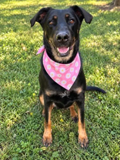 Roxie