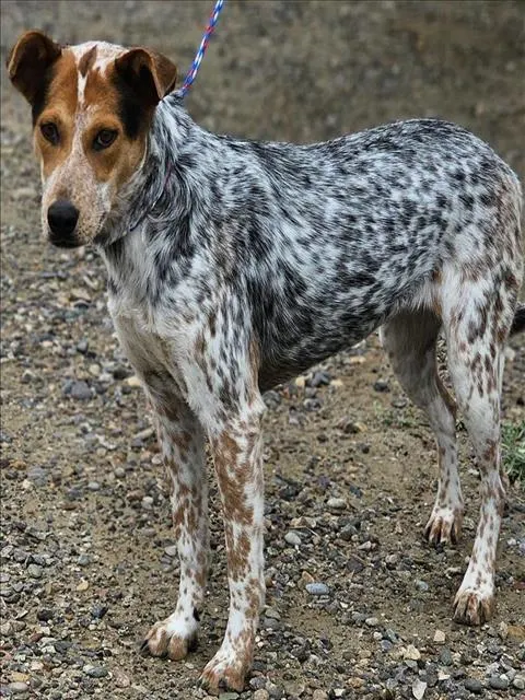 Pepper