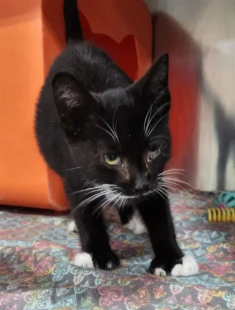 Sir Soupington