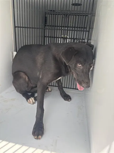 Adoptable Dog