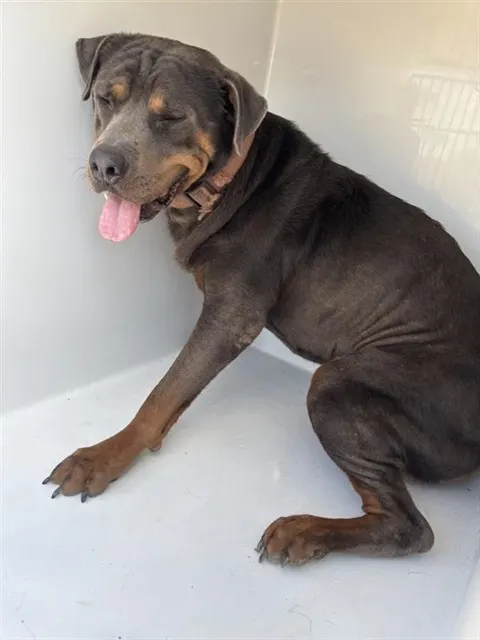 Adoptable Dog