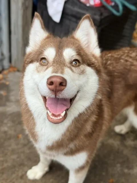 Amira