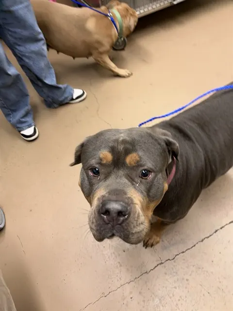 Nala