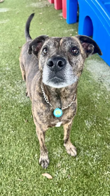 Kiko