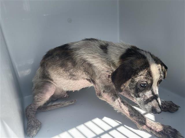 Adoptable Dog