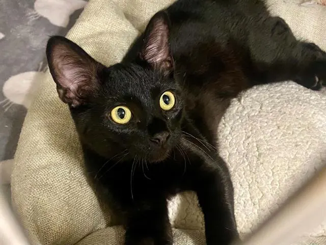 Black Moon
