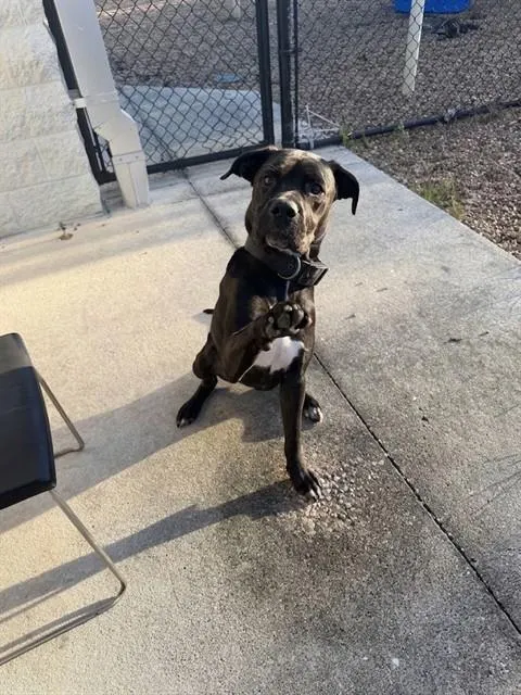 Polo