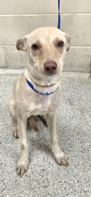 Adoptable Dog
