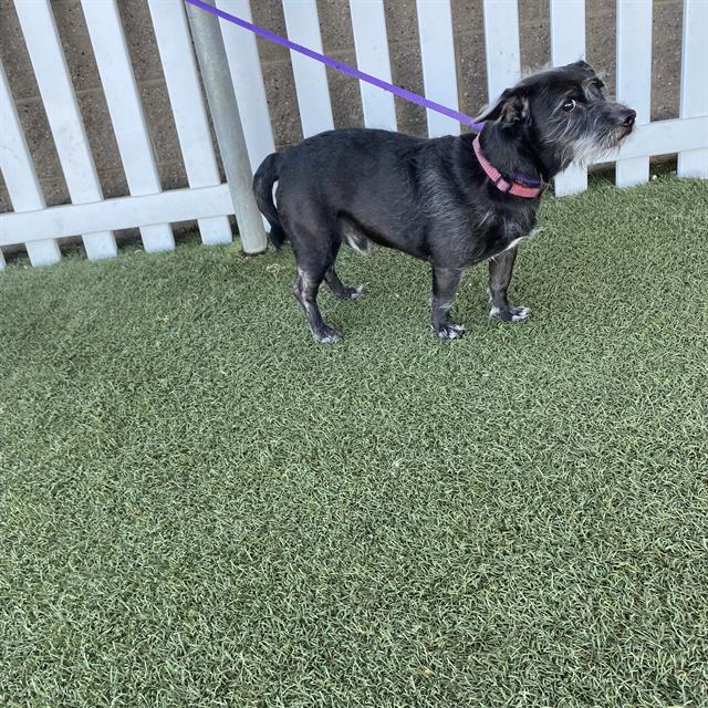 Adoptable Dog
