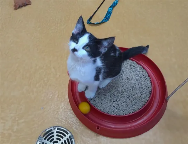 Domino