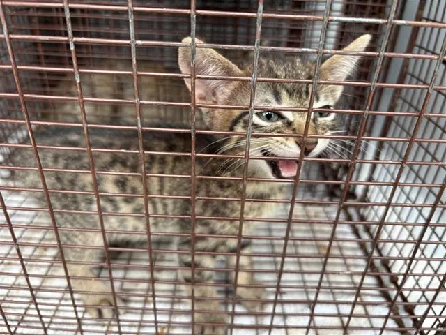 Adoptable Cat
