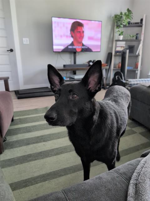 Kaya