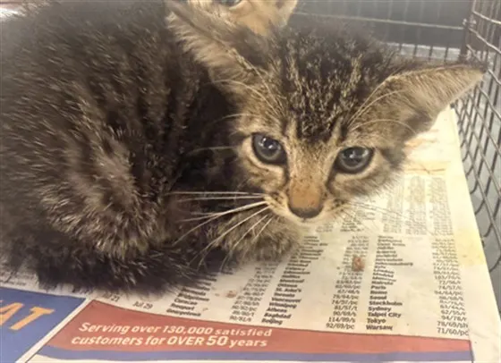 Adoptable Cat