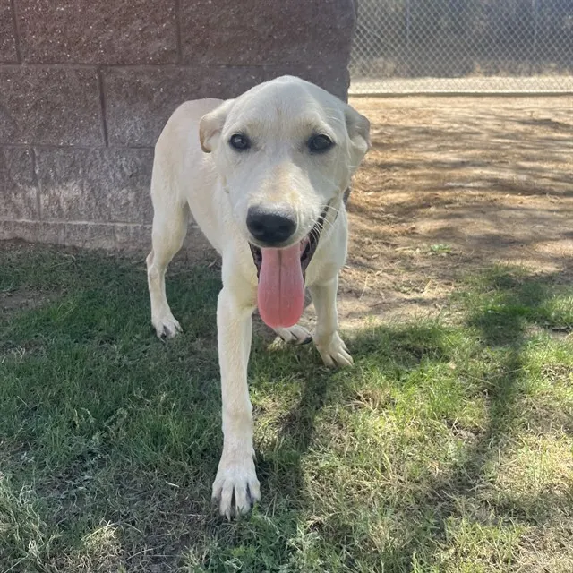 Adoptable Dog