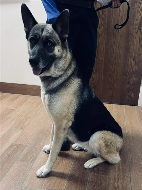 Nova