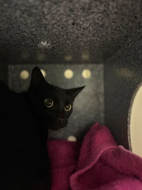 Adoptable Cat
