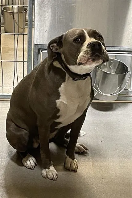Adoptable Dog