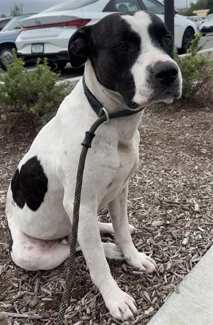 Mr Dogtor Professor