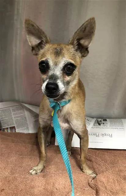 Adoptable Dog