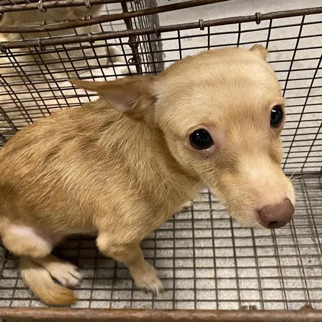 Adoptable Dog