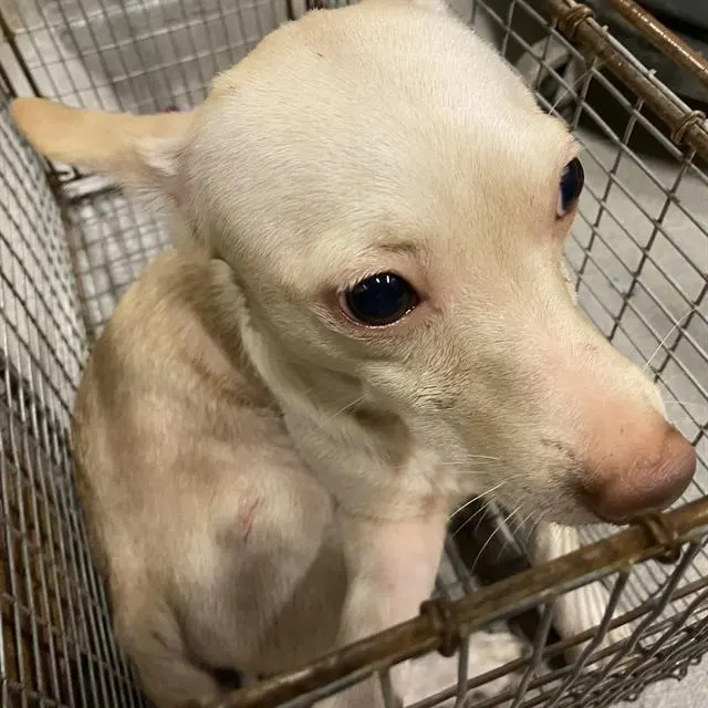 Adoptable Dog