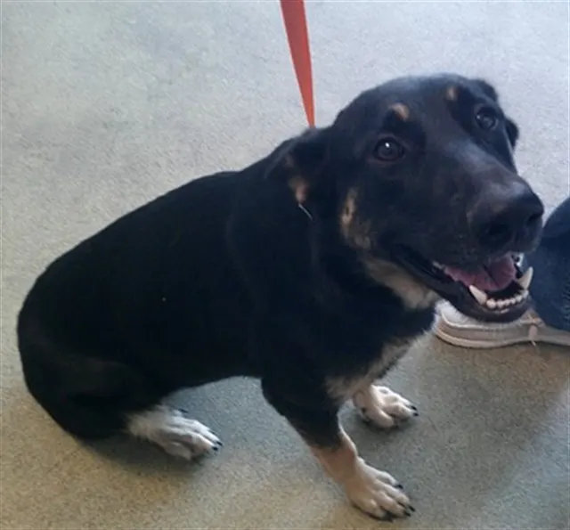 Adoptable Dog