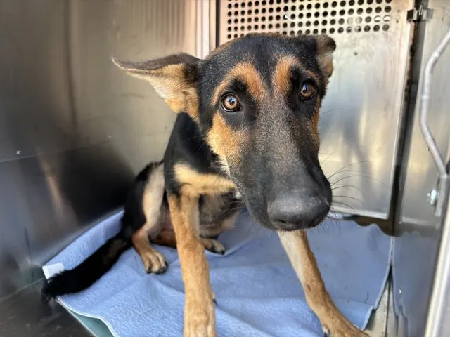 Adoptable Dog