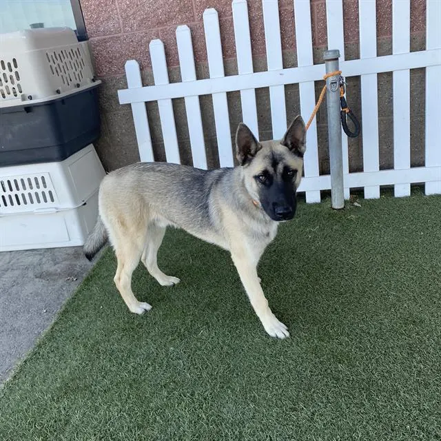 Adoptable Dog
