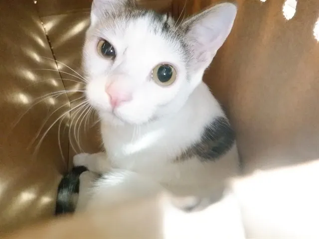Tilly