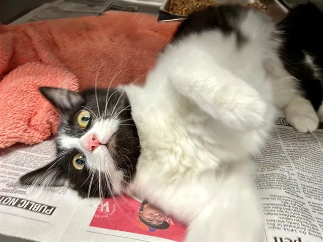 *Mimi