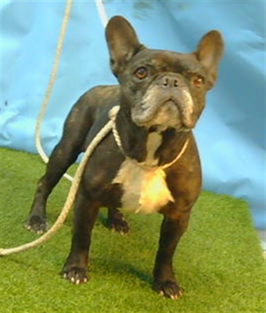 Adoptable Dog