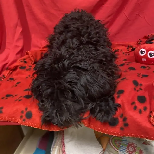 Adoptable Dog