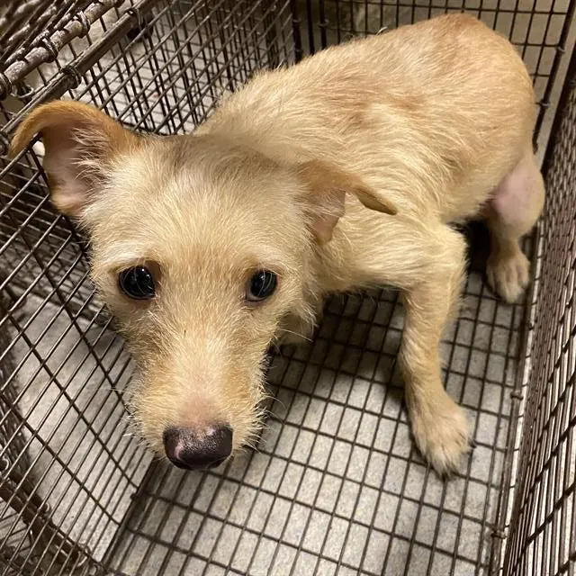 Adoptable Dog