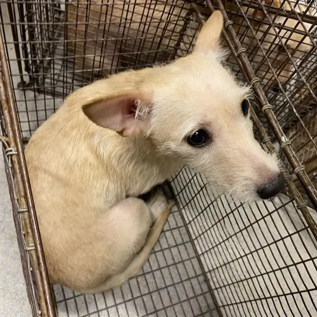 Adoptable Dog