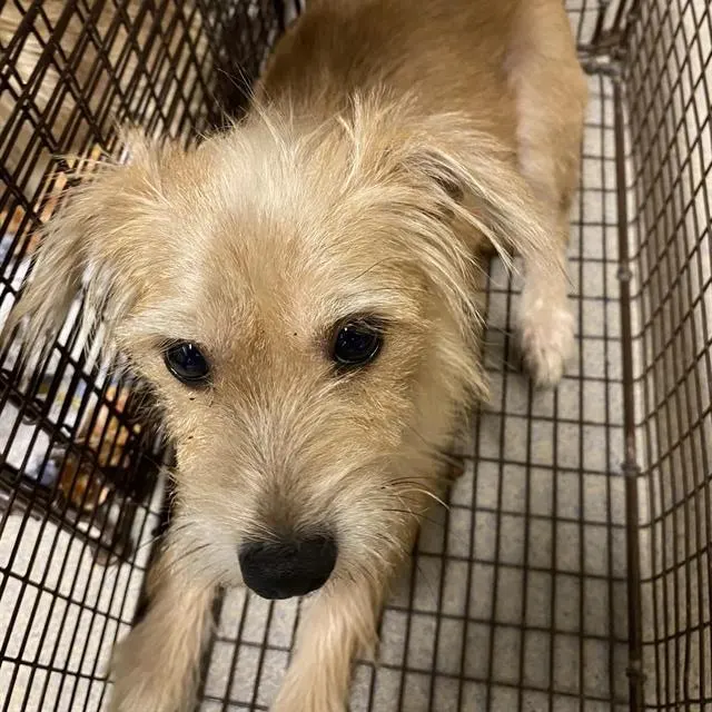 Adoptable Dog