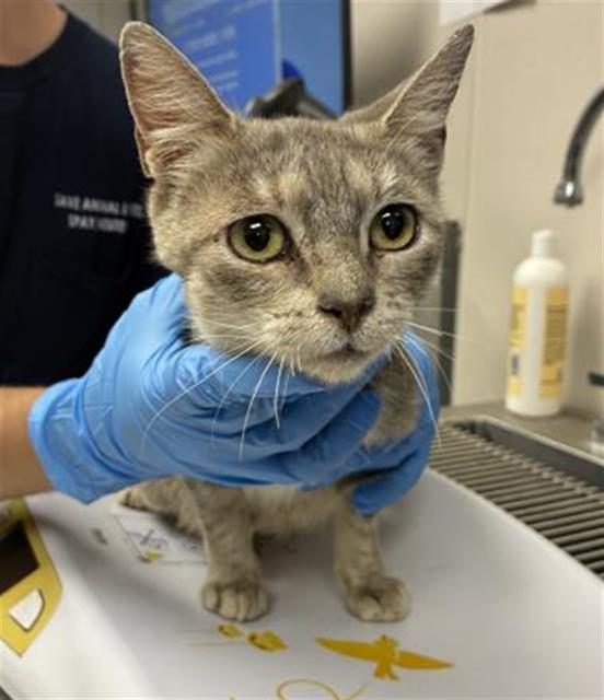 Adoptable Cat