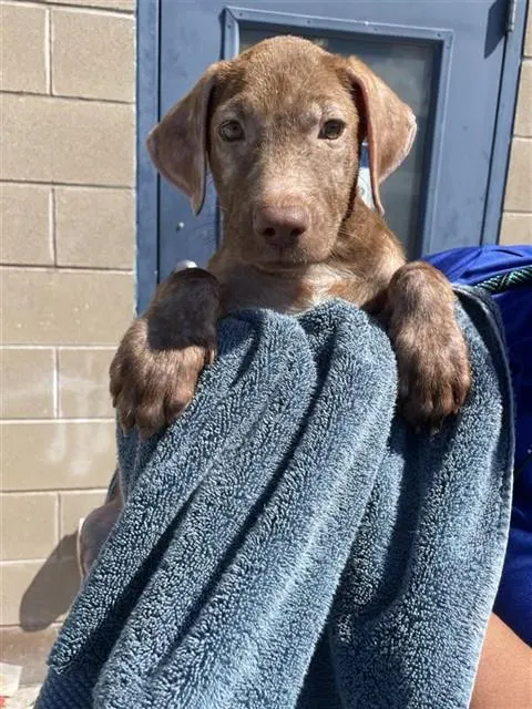 Pretzel