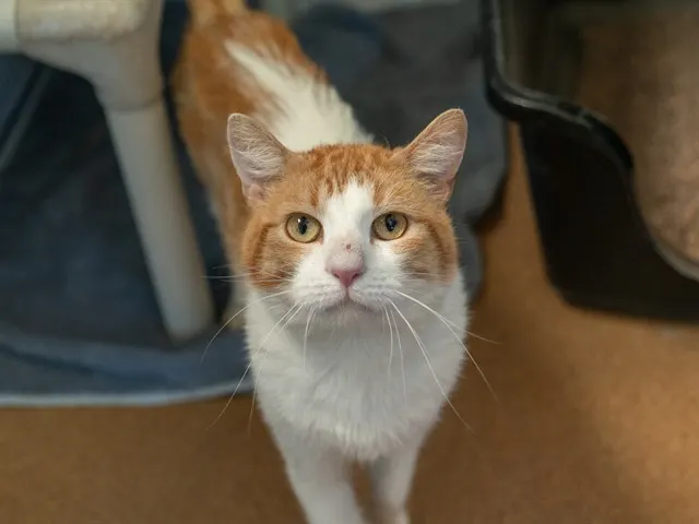 Ollie